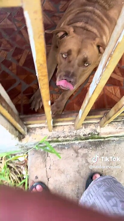 O homem precisou acalmar o cão após provocá-lo.