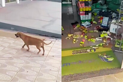 Internautas saem em defesa de cão caramelo após ele ser acusado de destruir farmácia.