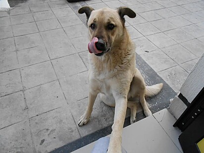 Essa amizade se tornou uma fonte de alegria e propósito para ambos.