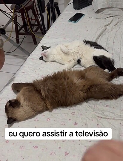 Os gatinhos na maior folga, deitados na cama.