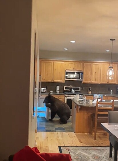 O urso revirando a geladeira à procura de comida.