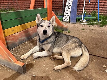 Balto foi cuidado por especialistas e recuperou o olho.