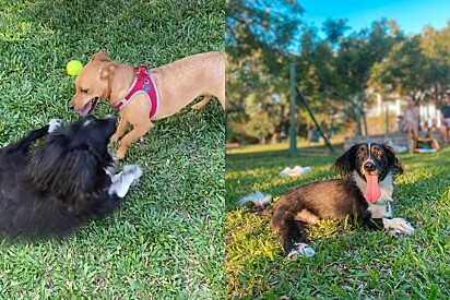 A tutora faz de tudo para proporcionar o melhor da vida para o cão.