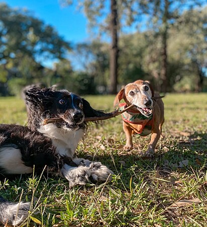 Mickey adora interagir com outros cães.