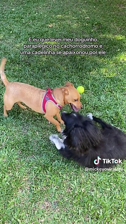 A cachorrinha deu um show de inclusão.