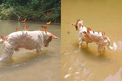 Por alguns instantes, Polar parece ganhar um “penteado” novo.