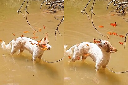 O pelo branco e brilhante do cão atrai dezenas de borboletas-monarca.