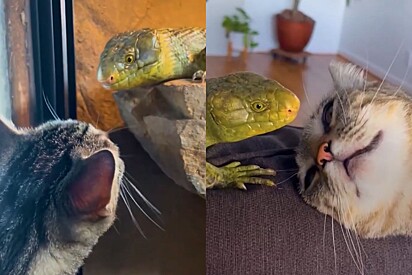 Lagarto dá beijo em gata e agora felina corre escadas abaixo com apenas uma intenção