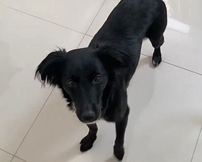 Lua não estava preparada para o sorriso da cachorrinha.