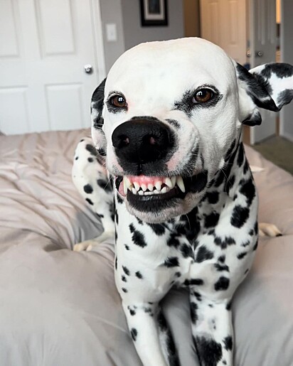 Grey é uma cachorrinha sorridente.