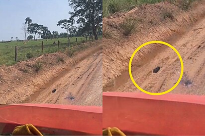 Caminhoneiro avista ponto preto na estrada, acha que é passarinho e descobre animal precisando de ajuda.