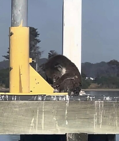 O animal estava em um sol de 30ºc.