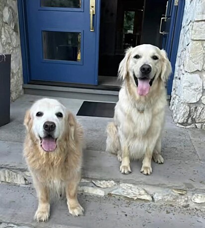 Golden retrievers são cães que amam agradar.