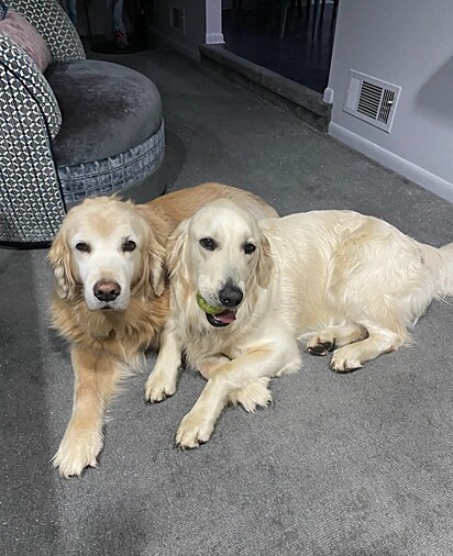 Theo e Mia, dois cães golden retriever.