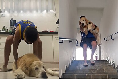 Em vídeo comovente, jovem mostra como é cuidar de um golden retriever idoso.