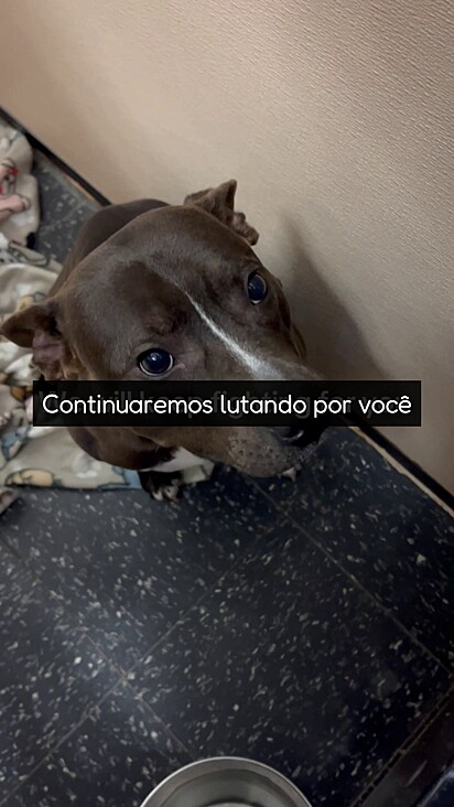 Yoda não foi devolvido mas sim abandonado.