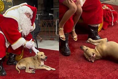 Papai Noel tenta, mas cão vira-lata caramelo é que se torna a principal atração de evento