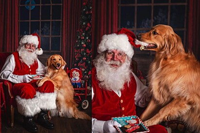 Golden retriever tira as fotos mais encantadoras com o Papai Noel; veja resultado