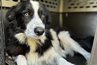 Ninguém sabia que essa cachorrinha estava grávida, até que ela deu à luz filhote gigante com semi bigode