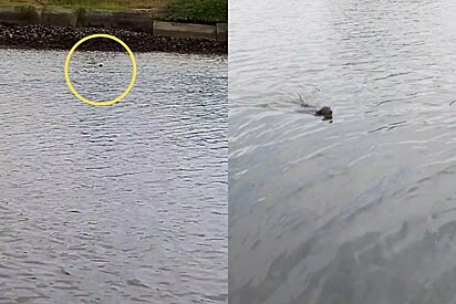 Durante pescaria homens perceberem o rostinho mais lindo nadando em sua direção e precisando de ajuda