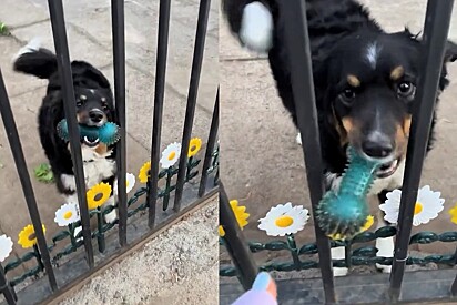 Comportamento errado de algumas pessoas obriga tutora de border collie brincalhona a colocar placa de alerta.