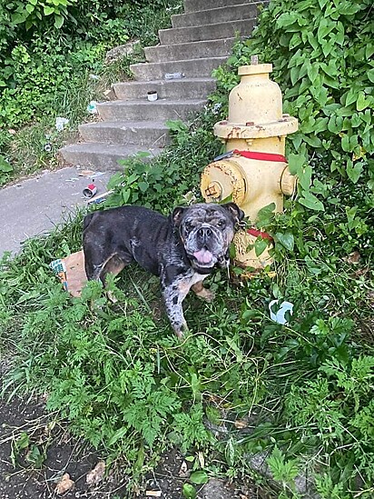 Mulher se depara com cão buldogue deixado amarrado em hidrante - então ela resolve tomar uma atitude