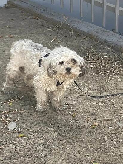 Alguém havia movido o cão para uma cerca próxima.