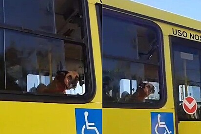 Cão vira-lata caramelo é visto andando de ônibus.