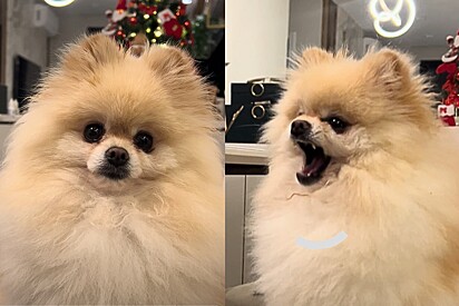 Cão Lulu da Pomerânia que ficou famoso faz publi e decepciona: Sem carisma