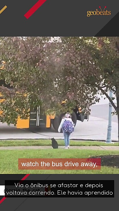 O gato esperando o ônibus escolar da menina.