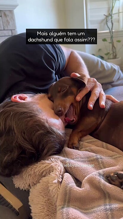 O cão faz charme para ganhar carinho.