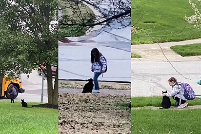 Gatinho tristonho ganha um lar e todos os dias faz o gesto mais carinhoso para agradecer