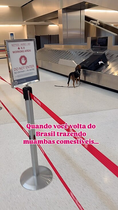 Meyze Moraes filmando o cão farejador em ação.