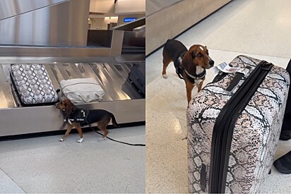 Em aeroporto, mulher filmava cão farejador trabalhando, até que ele vê algo errado na mala dela.