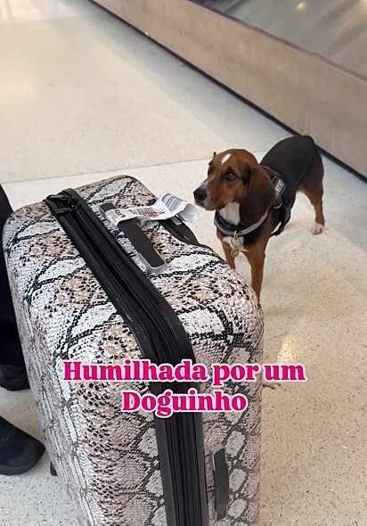 Meyze brincou que foi humulhada por um cachorro.