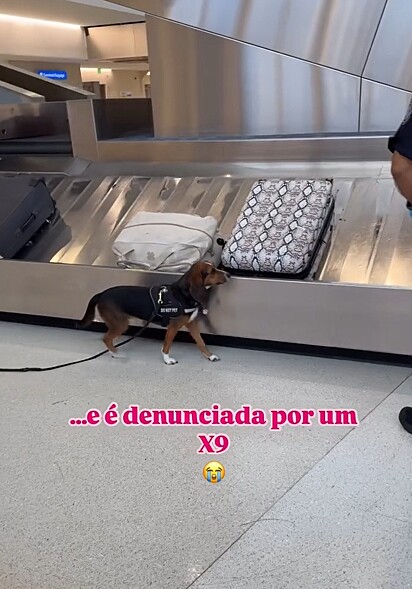 O cão farejador cheirando a mala da brasileira.