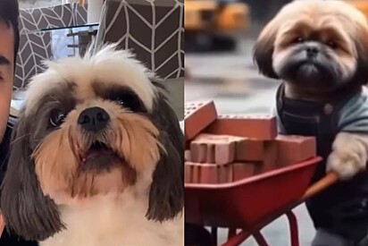 Tentando alertar shih-tzu, homem mostra triste destino dos cachorros que fogem