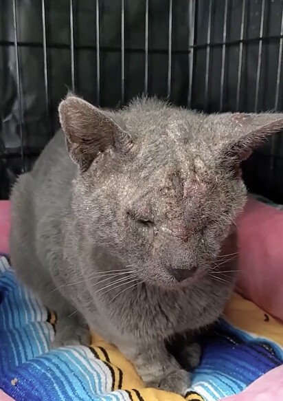 O gatinho estava muito magro e cheio de feridas pelo corpo.