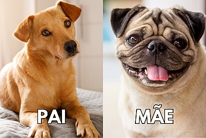 Tutora mostra como ficou cão mistura de pug com vira-lata caramelo e aparência surpreende.