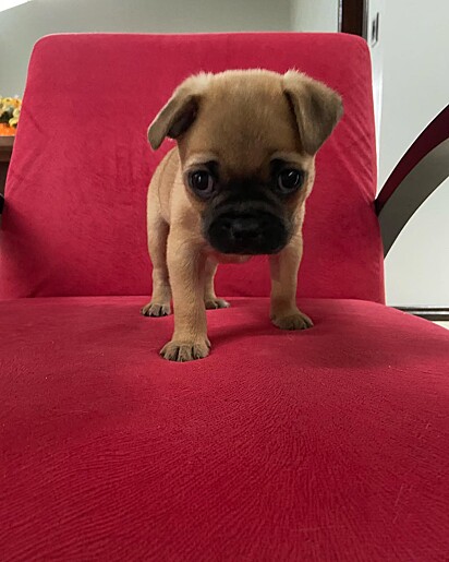 Ana jurava ter adotado um cachorrinho da raça Pug.