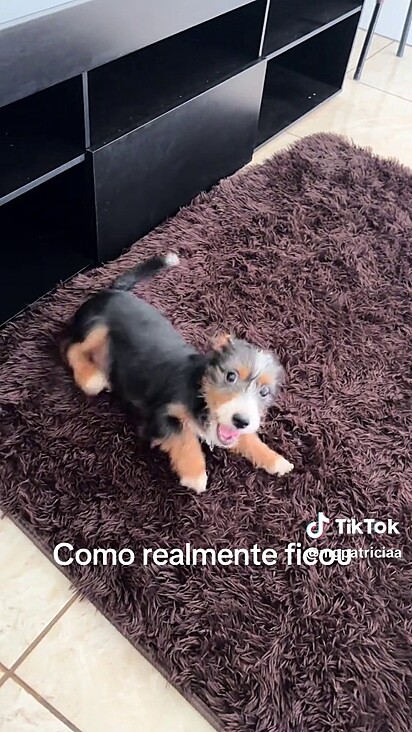 Yuna não cresceu e não desenvolveu pelos como o bernese.