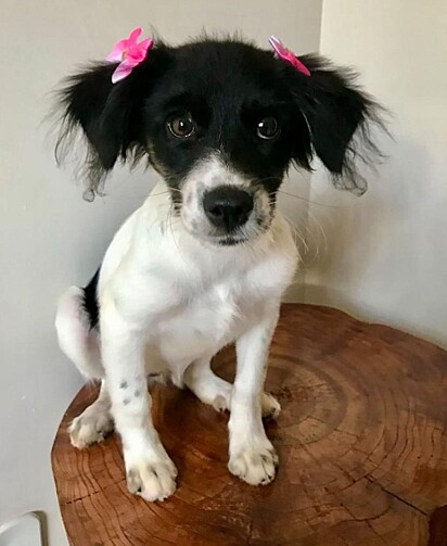 Tereza é uma vira-lata encontrada abandonada.