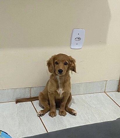 A cachorrinha cresceu e não parecia um cocker spaniel.