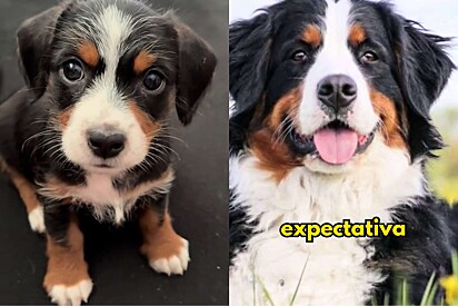 Jovem adota cachorrinha achando que era Bernese, mas na verdade era uma um mini Fiapo Mangarnese