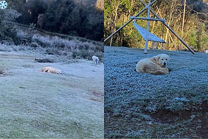 Ao abrir porta de galpão tutor encontra seu cão coberto de gelo e motivo surpreende a todos.