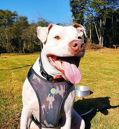 A Lei Sansão endureceu as penas contra crimes de maus-tratos aos cães e gatos.