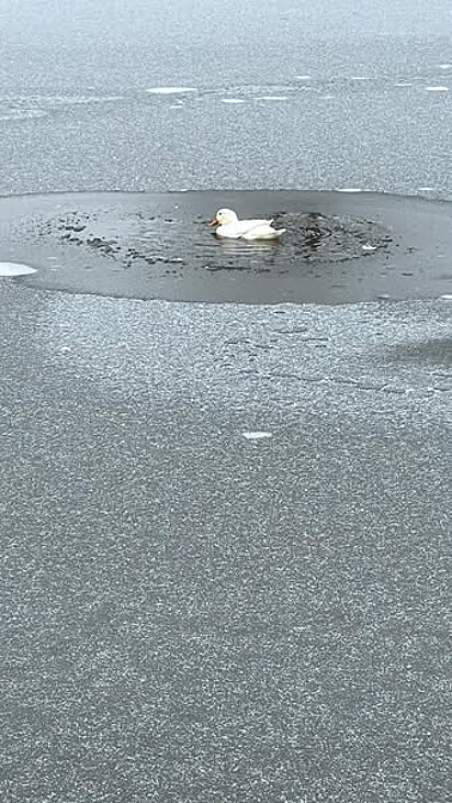 O pato estava preso em um lago congelado.