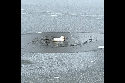 Voluntários tentam resgatar pato preso no gelo, mas o que não imaginavam era que ele tinha sua própria solução.