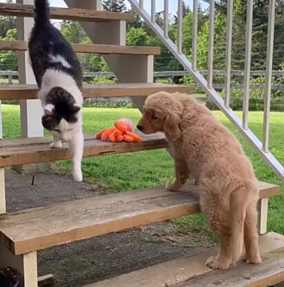 Pacha passou meses oferecendo seus brinquedos.