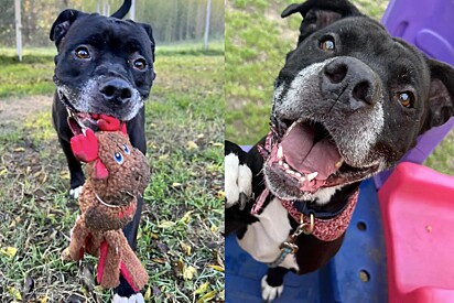 Cachorra de abrigo perde a cabeça ao descobrir que festa de despedida era para ela